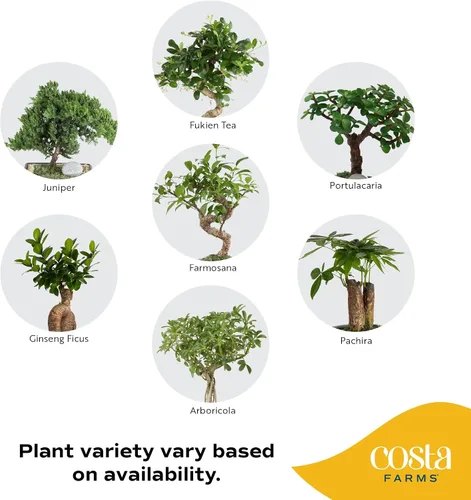 Vista 3 de Costa Farms - Kit de árbol bonsái vivo, incluye herramientas de bonsái, mezcla de tierra, maceta, arte y manualidades para niños y adultos