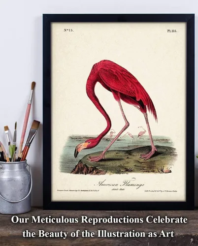 Vista 7 de American Flamingo Illustration - 11x14 Unframed Art Print - Great Wall Decor and Gift