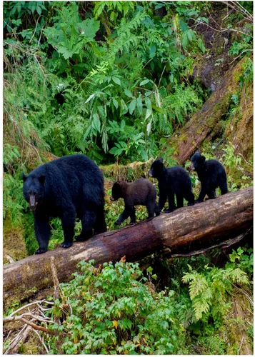 Vista 6 de 3dRose Black Bear Triplets Follow mom at ANAN Creek. 11x12 Wash Cloth for Face and Body