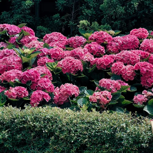 Vista 8 de Plantas de árbol de arbusto de hortensias vivas, 5-9 pulgadas de alto, sin maceta, inactivas en invierno, cambian de color, plantación perenne