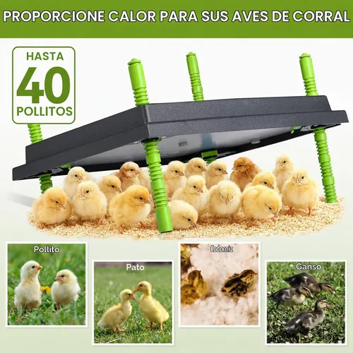 Vista 5 de Placa calefactora de pollos de 12 x 16 pulgadas para 40 patos