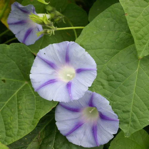 Vista 7 de Outsidepride 250 Semillas Anuales Ipomoea Purpurea Morning Glory Caprice Climbing Vine Flower Seeds para plantar
