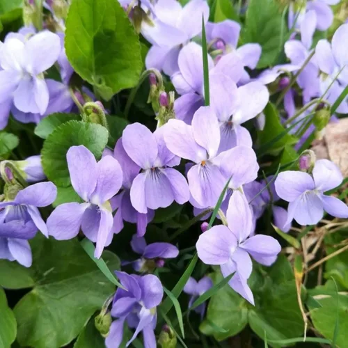 Vista 3 de Más de 320 semillas de viola para plantar semillas perennes de flores de violeta dulce sin OMG, flores tradicionales que atraen mariposas