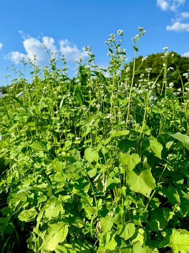 Vista 3 de Dirt Doctor Mezcla de semillas para parcela de alimentos para ciervos, perfecta para reconstruir la capa superior del suelo, romper la compactación
