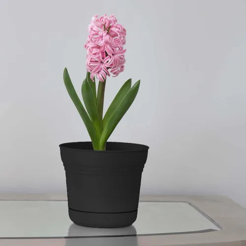 Vista 2 de Bloem Saturn 5" Macetero Redondo de Resina Negro con Platillo Encajable para Jardinería Interior y Exterior