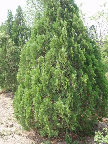 Vista 2 de 30 Semillas de árboles orientales de arborvitae para plantar - Platycladus orientalis