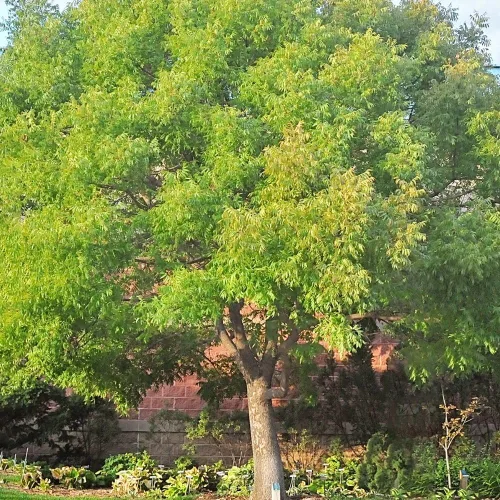 Vista 3 de Pistache chino, caducifolio, árbol de sombra, tolerante a la sequía, resistente, tamaño mediano, tasa de crecimiento media, altura del árbol de 1-2