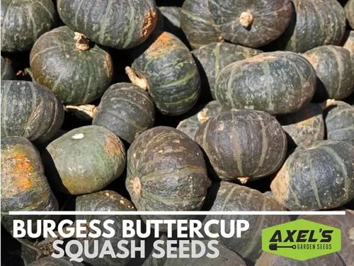 Vista 6 de Semillas de calabaza de invierno para plantar – Planta y cultiva calabaza Burgess Buttercup – Instrucciones para plantar un jardín de verduras