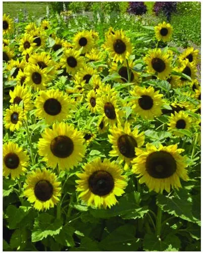 Vista 11 de Park Seed Evening Sun - Semillas de girasol orgánicas, tonos de atardecer multifloración de amarillo, naranja y rojo, fáciles de cultivar