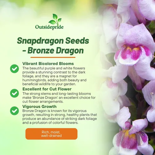 Vista 3 de Outsidepride Bronze Dragon Seeds - 50 semillas anuales de flores para plantar, tolerantes a las heladas, plantas de temporada fría aptas