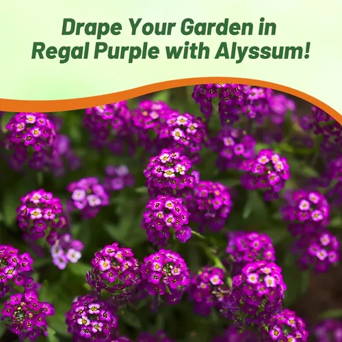 Vista 5 de Outsidepride Oriental Nights Alyssum Seeds - 5000 semillas anuales, tolerantes a la sequía y aptas para polinizadores con flores de miel fragantes