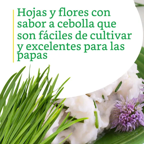 Vista 3 de Bonnie Plants Cebollino - Paquete de 4 plantas vivas, perennes en las zonas 3 - 10, sin OMG, ideal para ensaladas, sopas, papas y más