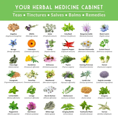 Vista 3 de Paquete de Variedad de Semillas de Hierbas Medicinales Ultimate – 36 Hierbas Curativas Heirloom sin OGM para Plantar Kit de Jardín de Bienestar