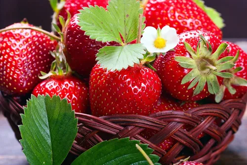 Vista 2 de Más de 15 Semillas Fresca Gigante Fresca Everbearing - Rojo Fruta