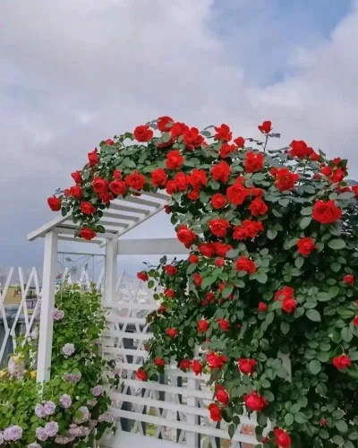 Vista 5 de Más de 400 semillas de rosas trepadoras para plantar al aire libre, flor de vid vibrante, flores ornamentales de jardín de larga duración, rosa