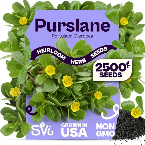Vista 22 de SVI 2000 semillas de albahaca genovesa (Ocimum basilicum) - Paquetes de semillas de albahaca dulce - Semillas aromáticas de hierbas culinarias