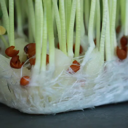 Vista 7 de Micro Mat Hydroponic Confetti - Bolsa de 1.5 libras - Medio de cultivo compostable para microgreens y pasto de trigo - Alta capacidad de retención