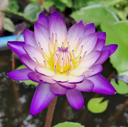 Vista 4 de 35 piezas Tazón de semillas de loto mezclado lirio de agua para plantar agua Características Bonsai Lotus Flower Interior Exterior Jardín Estanque