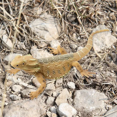 Vista 5 de Figura de lagarto Juguetes de animales de lagarto, juguetes de lagartos, juguetes de lagartos de plástico, figuras de animales de dragón barbudo