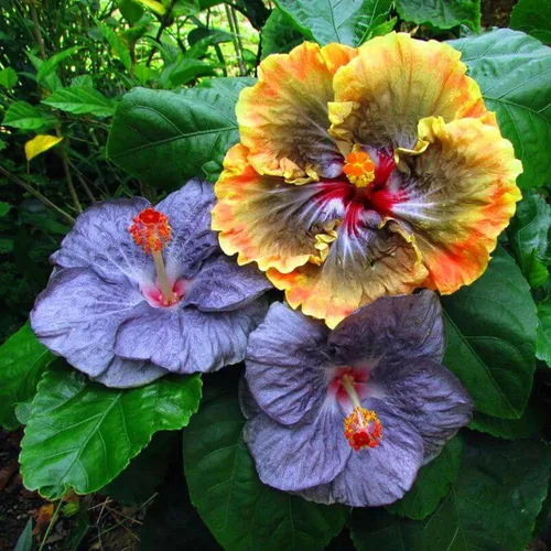 Vista 3 de 30 semillas de flores de hibisco negro para plantar, impresionantes semillas de flores gigantes raras, plantas exóticas tropicales, llamativas