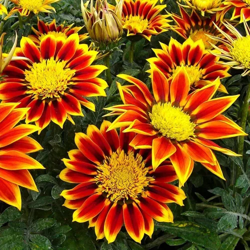 Vista 4 de 300 semillas de Gazania de mezcla perenne, semillas de cobertura del suelo perennes al calor, tolerantes a la sequía, flores silvestres