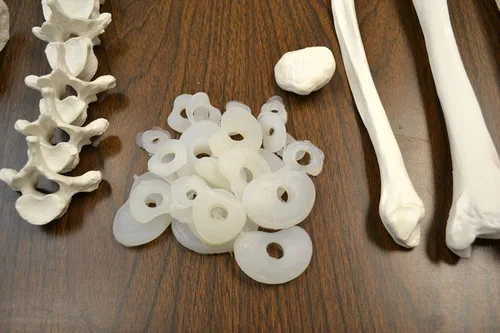 Vista 2 de Esqueleto humano completo, desarticulado. Calidad clínica. Tamaño real (altura del modelo de 62 pulgadas), 23 discos intervertebrales, cráneo de 3