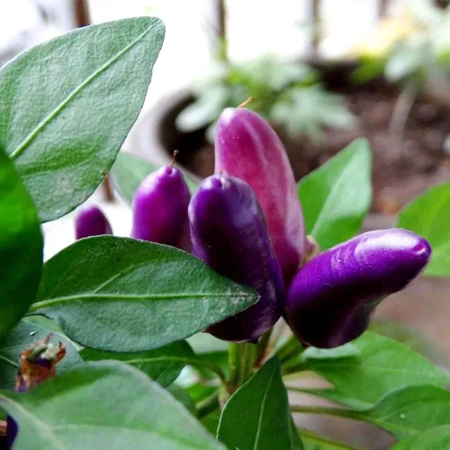 Vista 5 de Pimiento de chile enano Little Blue más de 30 semillas para plantar sin OMG