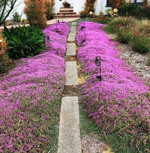 Vista 4 de Más de 1500 semillas de tomillo rastrero púrpura rosa cubierta de suelo reliquia, sin OMG
