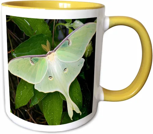 Vista 10 de Danita Delimont – Insectos – Luna Moth On Carnaby Clematis, Clematis SP, Marion Co. IL – Tazas, Negro/Blanco