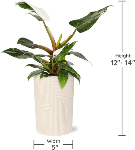 Vista 5 de Green Circle Growers White Princess - Plantas de interior vivas en maceta Rockefeller beige de 5 pulgadas, planta