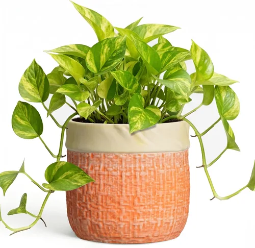 Vista 16 de Macetas de cerámica para plantas, maceta de 6 pulgadas para plantas suculentas de interior, macetas redondas con orificio de drenaje, macetas Azul