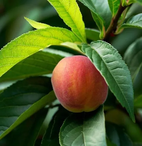 Vista 2 de Prunus persica nemaguard (Nemaguard Peach) Semillas de árboles frutales, portainjertos populares utilizados en el cultivo de melocotoneros, semillas