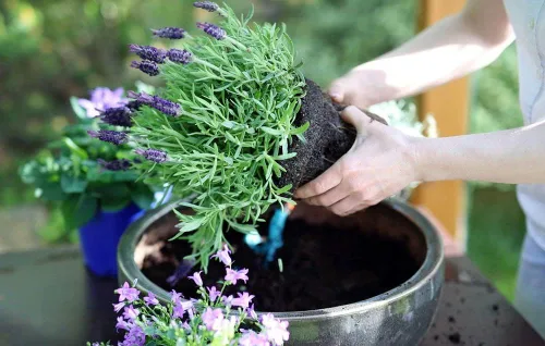 Vista 5 de Gardenera Mezcla para macetas con control de humedad: mantén tus plantas felices e hidratadas. Bolsa de 20 cuartos de galón