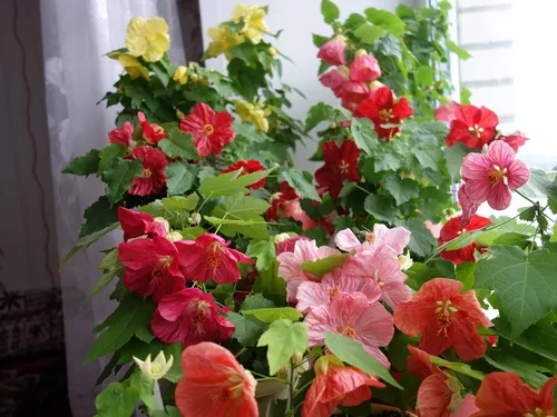 Vista 5 de Semillas de mezcla de arce floreciente Abutilon cultivar en interiores para plantar sin OMG (50 semillas en paquete)