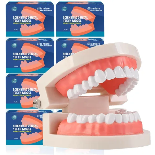 Vista 5 de LA MIERE 1 paquete de modelo de dientes estándar adulto tipodonto para demostración de prótesis dental para niños, enseñanza dental, exhibición