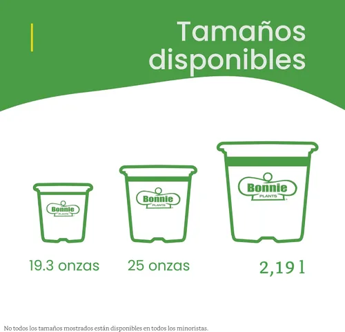 Vista 7 de Bonnie Plants Planta aromática comestible de hierbas aromáticas de romero vivo, paquete de 4, perenne en las zonas 8 a 10, ideal para cocinar y asar
