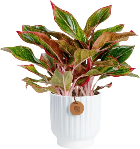 Vista 11 de Costa Farms Perenne China Roja Planta Viva de Interior, Planta de Casa de Fácil Cuidado en Maceta Decorativa Moderna, Excelente Regalo