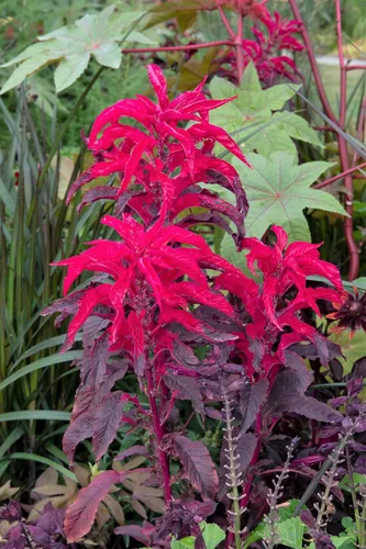 Vista 7 de 100 semillas de flores tricolor Early Splendor Amaranthus Hypocondricus *Comb S/H