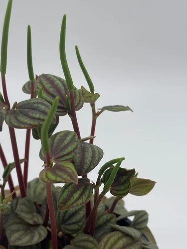Vista 7 de BubbleBlooms Peperomia Piccolo Banda, albovittata, en una maceta de 4 pulgadas, Pep raro
