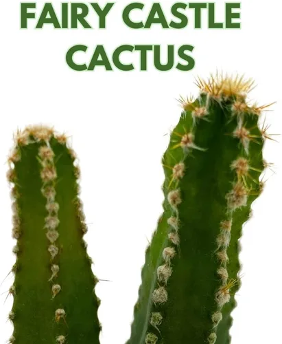 Vista 2 de BubbleBlooms Acanthocereus tetragonus Fairy Castle Cactus, en una maceta de 2 pulgadas