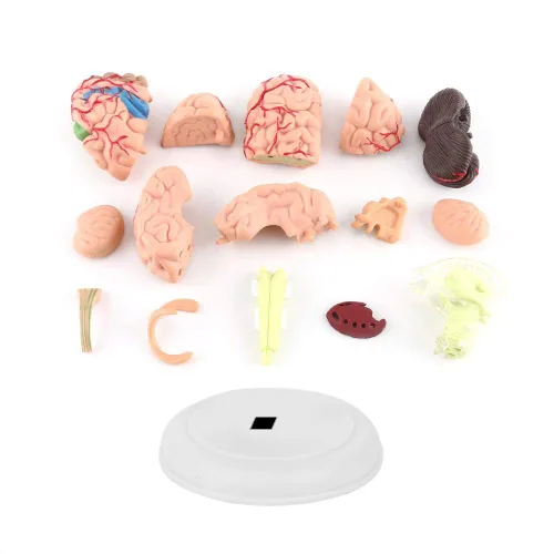Vista 3 de Modelo de cerebro de anatomía 4D Desmontado Modelo de cerebro humano Anatomía estructural Herramienta de aprendizaje de enseñanza médica