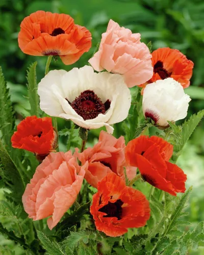 Vista 4 de Semillas Oriental Poppy Papaver Mix - Flores perennes para plantar - Sin OMG