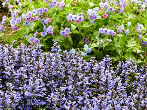 Vista 3 de Greenwood Nursery: Plantas vivas de cobertura del suelo - Bugleweed Blueberry Muffin + Ajuga Reptans - [Cantidad: 1x Maceta de Pinta]