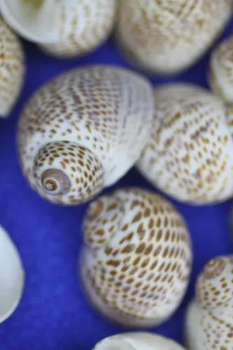 Vista 8 de Conchas marinas Natica Tigerina para cualquier proyecto de manualidades. Se venden en paquetes de 50 ~ Pequeñas, estampadas por la naturaleza y un