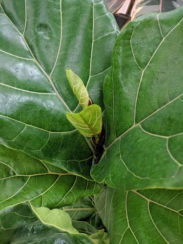 Vista 3 de Boost Vitaminé - Alimento vegetal