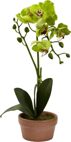 Vista 3 de Nearly Natural Orquídea Phalaenopsis con jarrón de arcilla (juego de 4)
