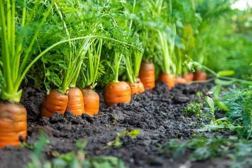 Vista 2 de 1500 Semillas de vegetales Scarlet Nantes Zanahoria Daucus Carota