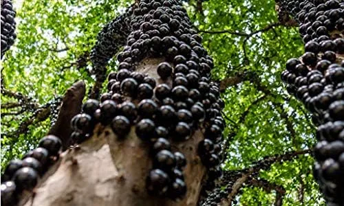 Vista 17 de Generic Semillas de fruta de Jabuticaba comestibles frescas 100pcs para plantar negro