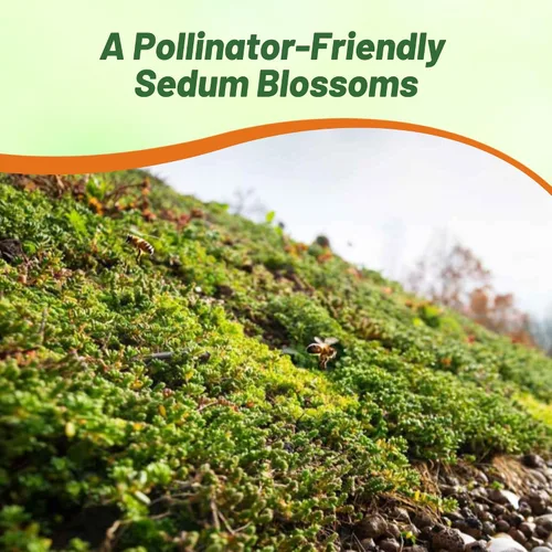 Vista 5 de Outsidepride Roof Garden Semillas Sedum - 5000 semillas perennes de cobertura del suelo para plantar, plantas suculentas resistentes al frío