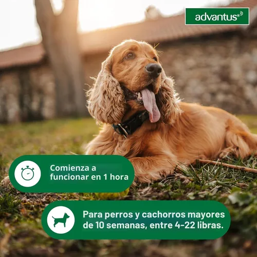 Vista 5 de Advantus Tratamiento oral antipulgas de acción rápida para perros, masticables suaves para perros de 4 - 22 lbs. 7 unidades.